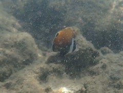 Chaetodon collare