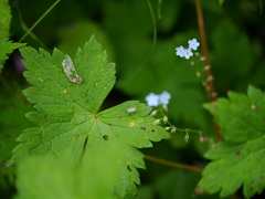 Hackelia uncinata