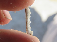 Archimantis quinquelobata