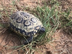 Bell's Hinge-Back Tortoise photo 2