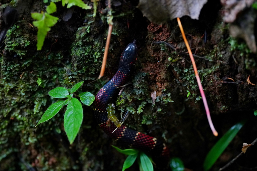 Ornate Coralsnake