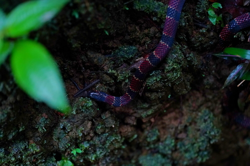 Ornate Coralsnake