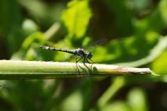 Micrathyria ringueleti