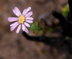 Athrixia heterophylla
