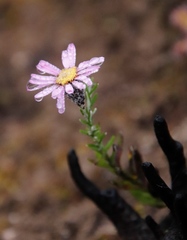 Athrixia heterophylla