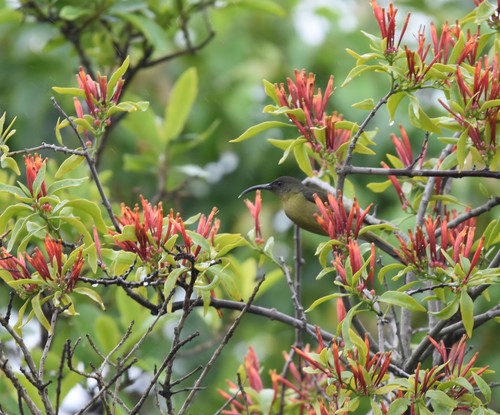 Olive Sunbird (Cyanomitra olivacea), photo 6