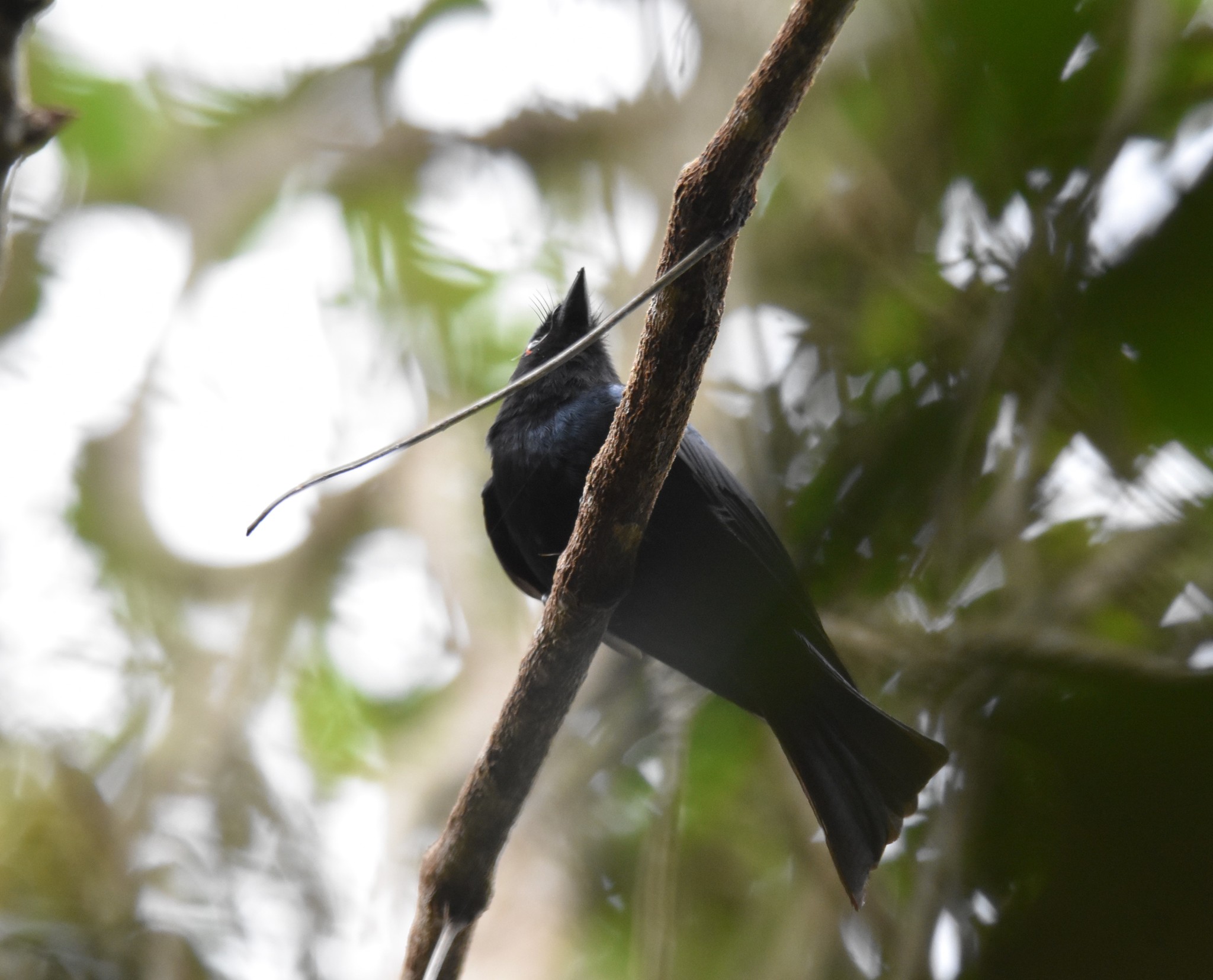 Square-tailed Drongo illustration