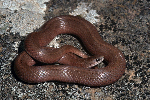Smooth Earthsnake