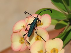 Hypocrites scabriusculus