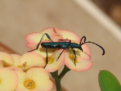 Hypocrites scabriusculus