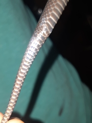 Amblyodipsas concolor