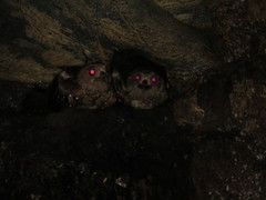 Steatornis caripensis