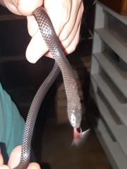 Amblyodipsas concolor