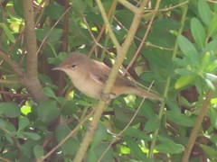 Acrocephalus scirpaceus baeticatus