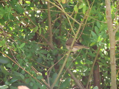Acrocephalus scirpaceus baeticatus