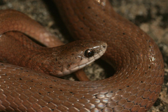 Virginia valeriae elegans