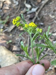 Nidorella microcephala