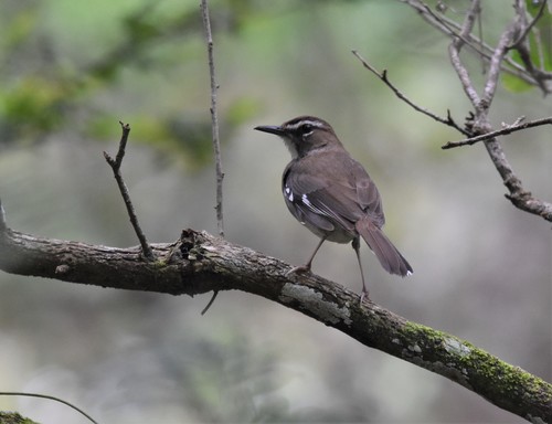 Brown Scrub Robin (Tychaedon signata), photo 10