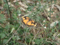 Chlosyne lacinia saundersi