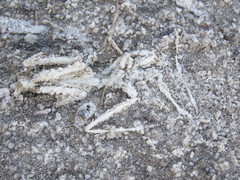 Archimantis quinquelobata