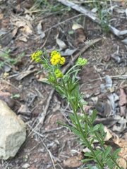 Nidorella microcephala