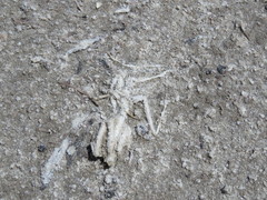 Archimantis quinquelobata