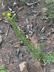 Nidorella microcephala