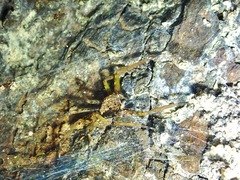 Spartaeus spinimanus