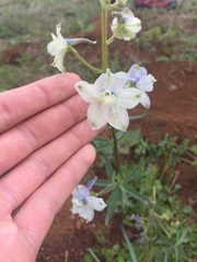 Delphinium pavonaceum