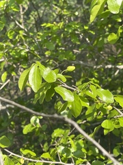 Ochna inermis