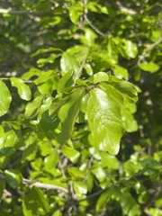 Ochna inermis