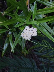 Ozothamnus argophyllus
