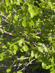 Ochna inermis