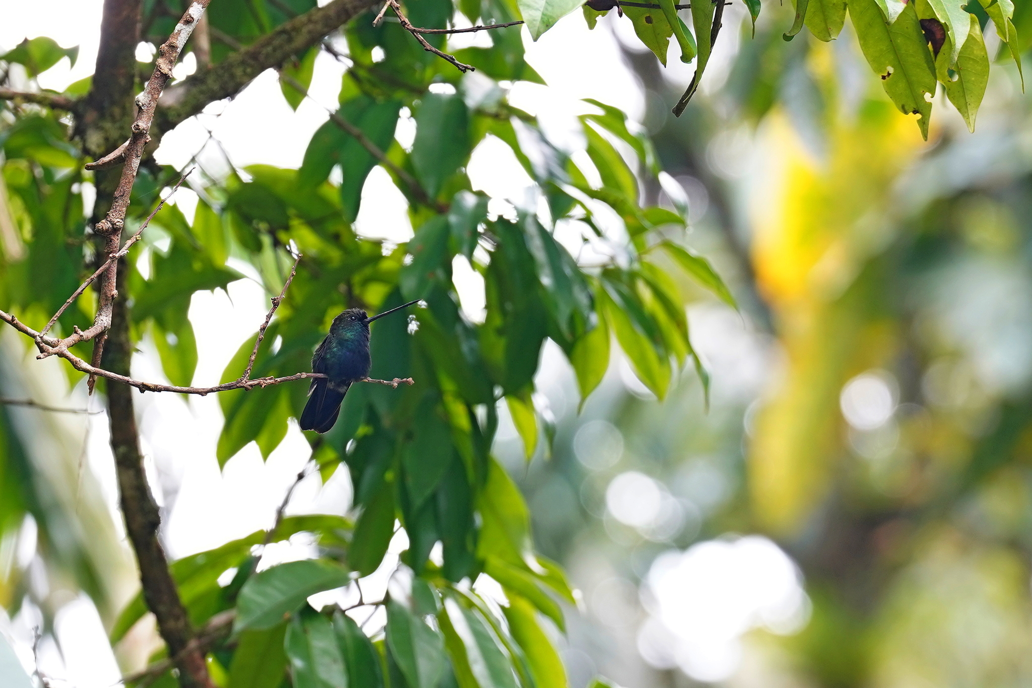 Blue-fronted Lancebill (Doryfera johannae), photo 9