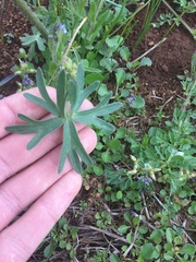 Delphinium pavonaceum