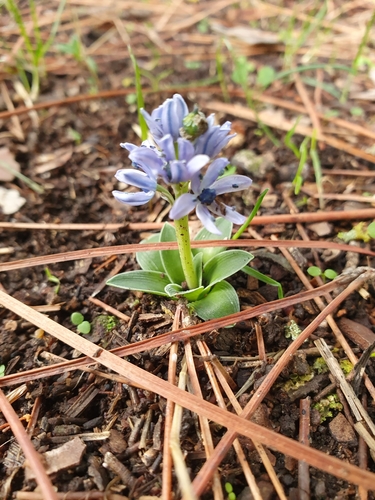Hyacinthoides lingulata (Hyacinthoides lingulata)