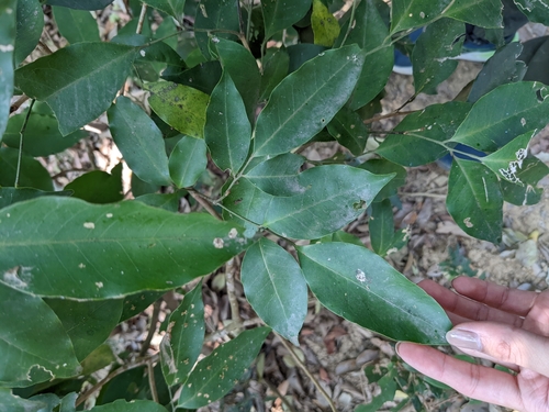 Image of Glycosmis parviflora by (c) Mori Chen, some rights reserved (CC BY)