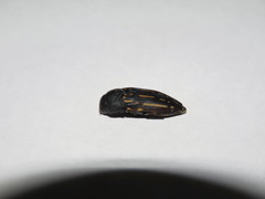 Astraeus aberrans