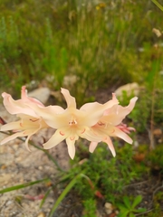 Gladiolus carneus