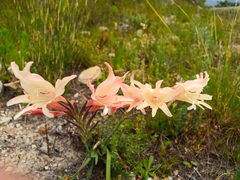 Gladiolus carneus