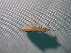 Ecnomidae