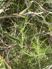 Asparagus nodulosus