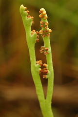Botrychium paradoxum
