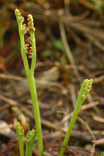 Peculiar moonwort (Botrychium paradoxum)