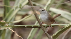 Uropsila leucogastra