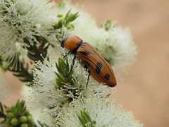Temognatha martini