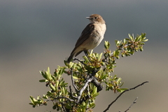 Emarginata sinuata sinuata