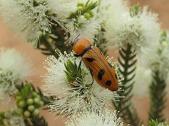 Temognatha martini