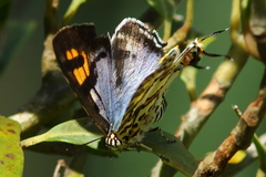 Cigaritis natalensis