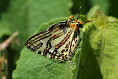 Cigaritis natalensis